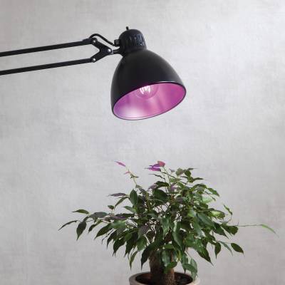 LED-Pflanzenlampe E27 6,5 W - 11,9 µmol/s - Pflanzenlicht/Plant Light